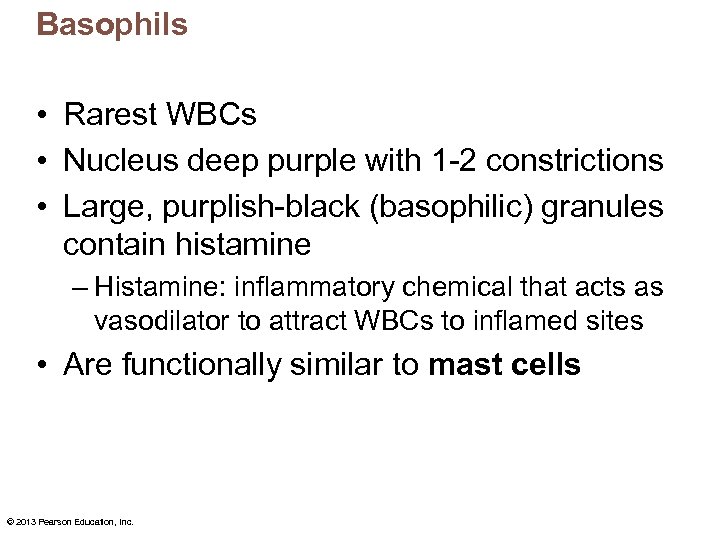 Basophils • Rarest WBCs • Nucleus deep purple with 1 -2 constrictions • Large,