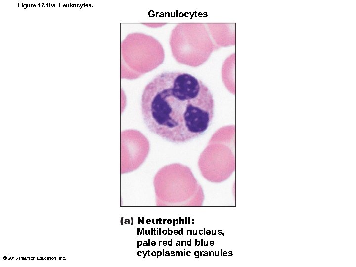 Figure 17. 10 a Leukocytes. Granulocytes © 2013 Pearson Education, Inc. Neutrophil: Multilobed nucleus,