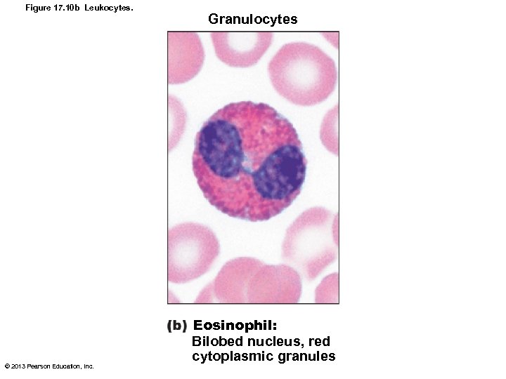 Figure 17. 10 b Leukocytes. © 2013 Pearson Education, Inc. Granulocytes Eosinophil: Bilobed nucleus,