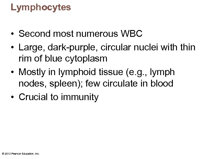 Lymphocytes • Second most numerous WBC • Large, dark-purple, circular nuclei with thin rim