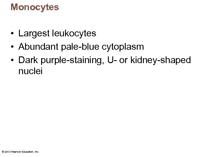 Monocytes • Largest leukocytes • Abundant pale-blue cytoplasm • Dark purple-staining, U- or kidney-shaped