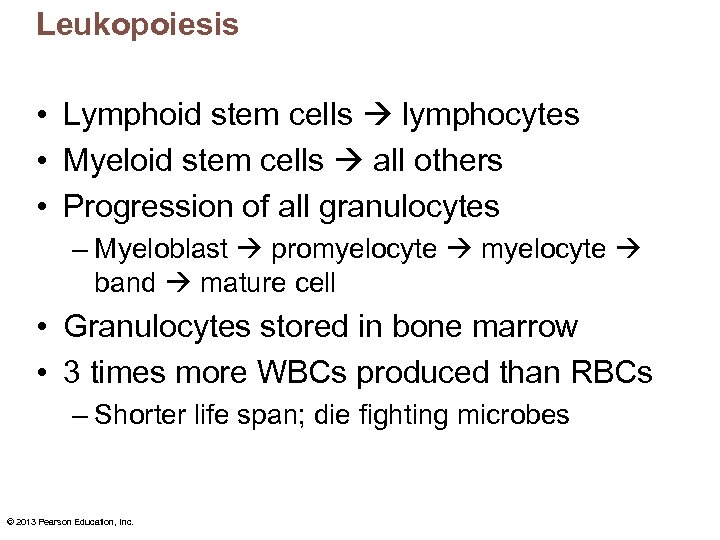 Leukopoiesis • Lymphoid stem cells lymphocytes • Myeloid stem cells all others • Progression