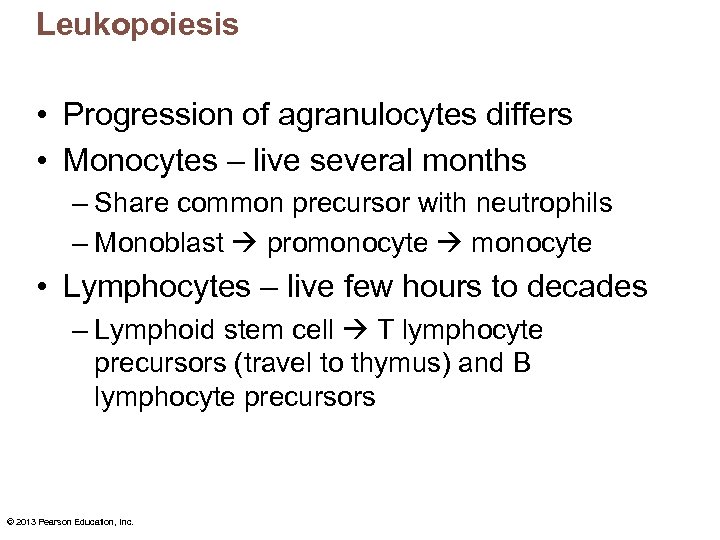 Leukopoiesis • Progression of agranulocytes differs • Monocytes – live several months – Share