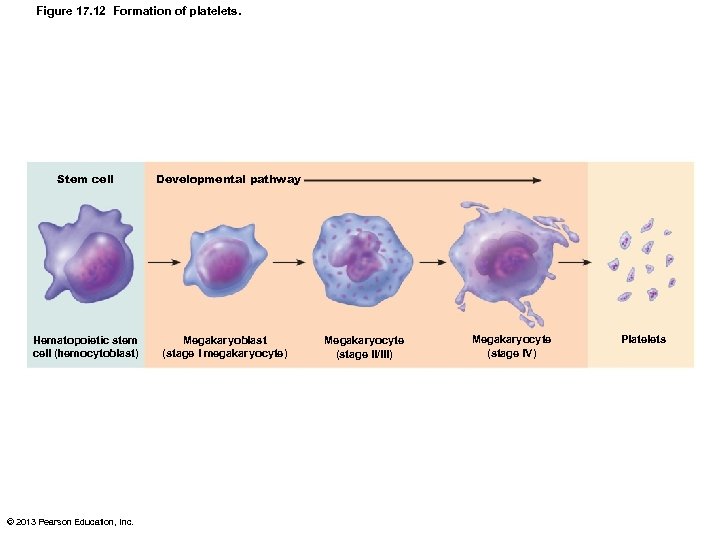 Figure 17. 12 Formation of platelets. Stem cell Hematopoietic stem cell (hemocytoblast) © 2013