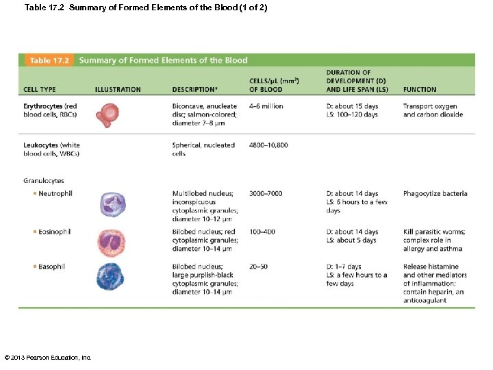 Table 17. 2 Summary of Formed Elements of the Blood (1 of 2) ©