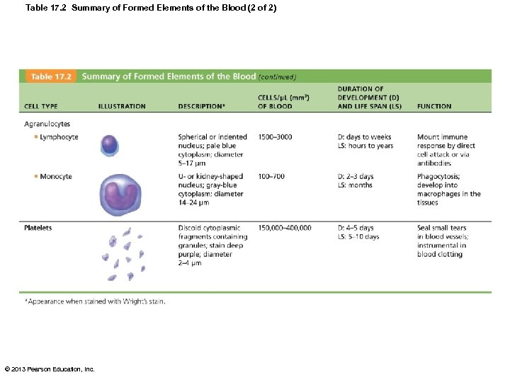 Table 17. 2 Summary of Formed Elements of the Blood (2 of 2) ©