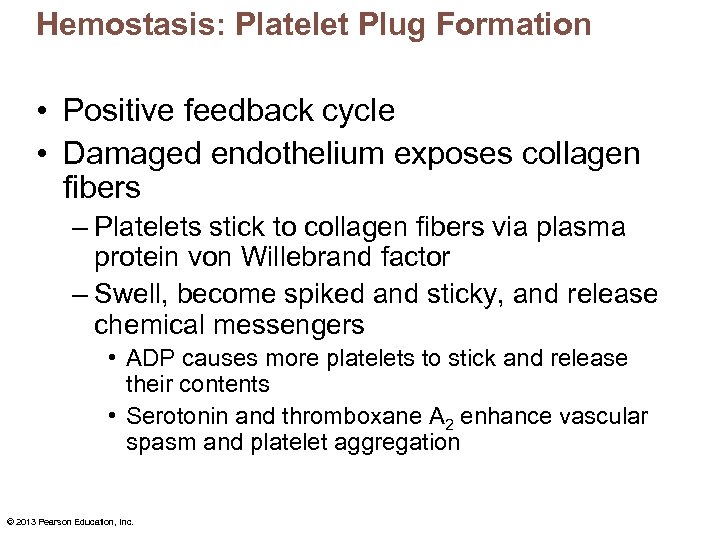 Hemostasis: Platelet Plug Formation • Positive feedback cycle • Damaged endothelium exposes collagen fibers