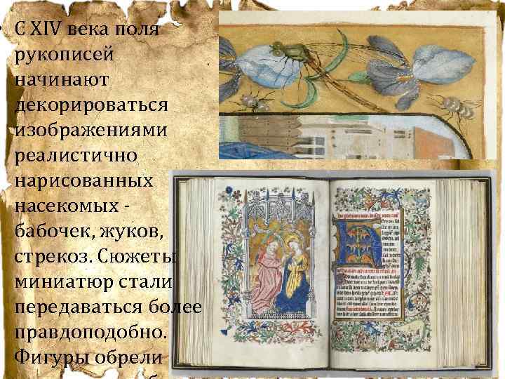  • С ХIV века поля рукописей начинают декорироваться изображениями реалистично нарисованных насекомых -