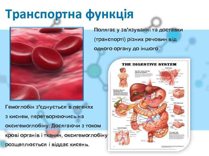 Транспортна функція Полягає у зв'язуванні та доставки (транспорті) різних речовин від одного органу до