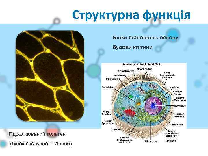 Структурна функція Білки становлять основу будови клітини Гідролізований колаген (білок сполучної тканини) 