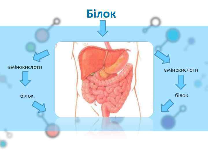 Білок амінокислоти білок 