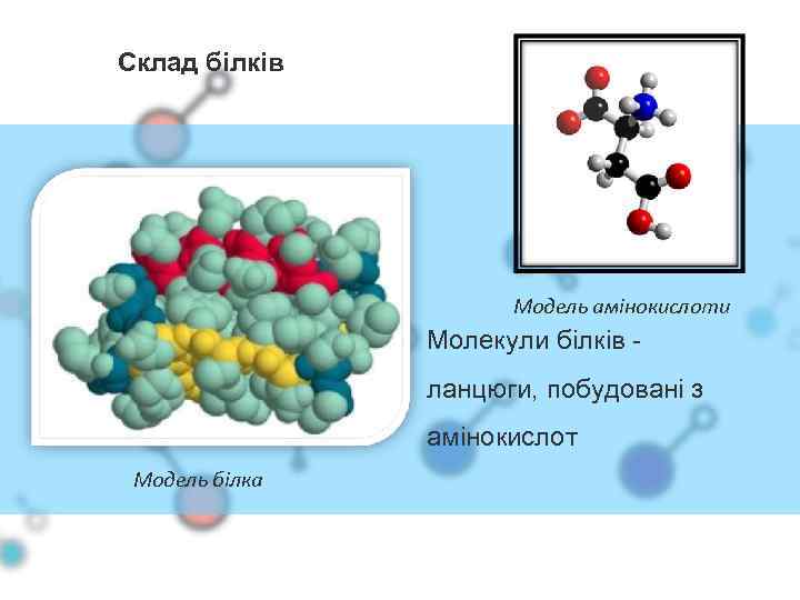 Склад білків Модель амінокислоти Молекули білків ланцюги, побудовані з амінокислот Модель білка 