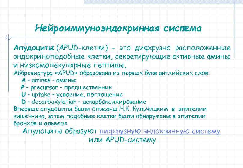 Нейроиммуноэндокринная система Апудоциты (APUD-клетки) - это диффузно расположенные эндокриноподобные клетки, секретирующие активные амины и
