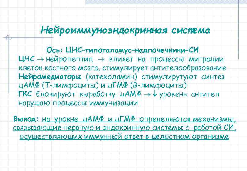 Нейроиммуноэндокринная система Ось: ЦНС–гипоталамус–надпочечники–СИ ЦНС нейропептид влияет на процессы миграции клеток костного мозга, стимулирует