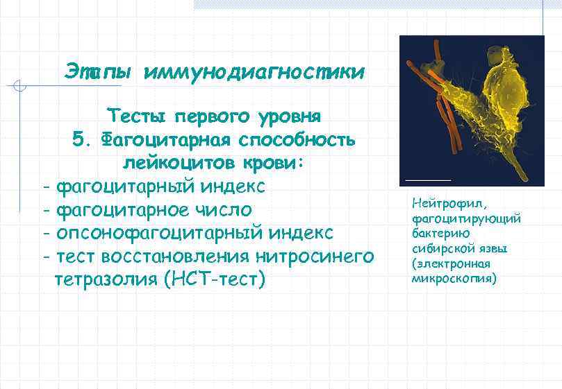 Этапы иммунодиагностики Тесты первого уровня 5. Фагоцитарная способность лейкоцитов крови: - фагоцитарный индекс -