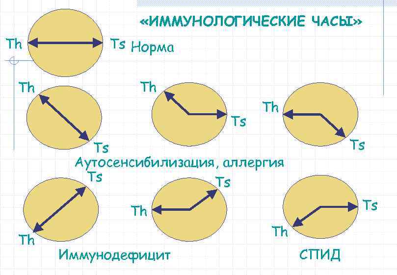  «ИММУНОЛОГИЧЕСКИЕ ЧАСЫ» Th Th Ts Норма Th Ts Ts Аутосенсибилизация, аллергия Ts Ts
