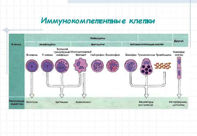 Иммунокомпетентные клетки 