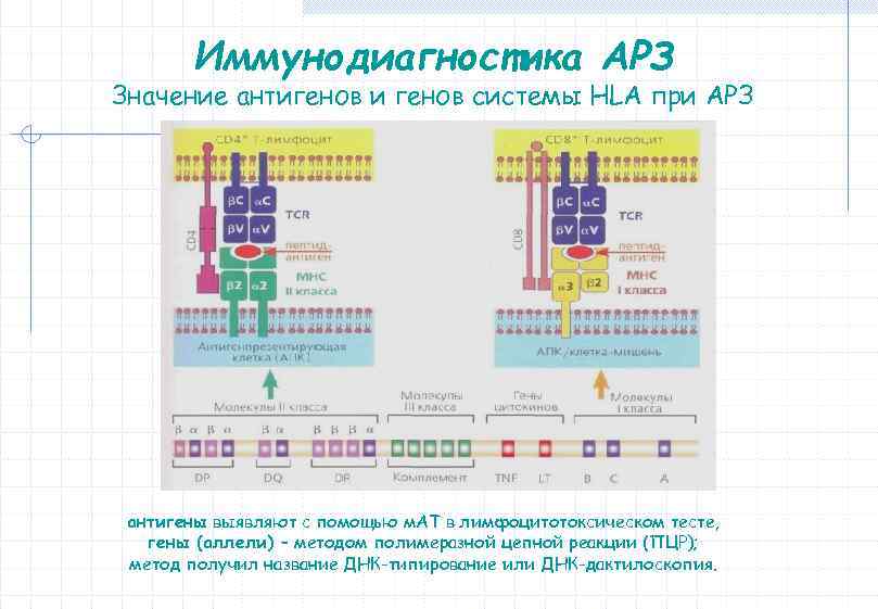 Иммунодиагностика АРЗ Значение антигенов и генов системы HLA при АРЗ антигены выявляют с помощью