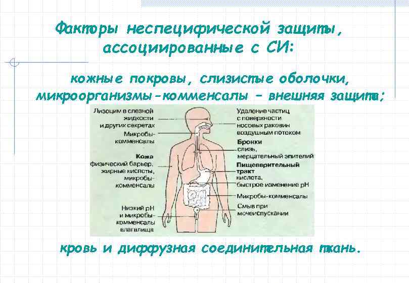 Факторы неспецифической защиты, ассоциированные с СИ: кожные покровы, слизистые оболочки, микроорганизмы-комменсалы – внешняя защита;