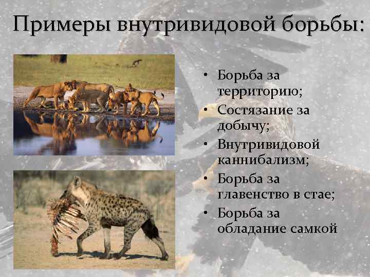 Примеры внутривидовой борьбы: • Борьба за территорию; • Состязание за добычу; • Внутривидовой каннибализм;