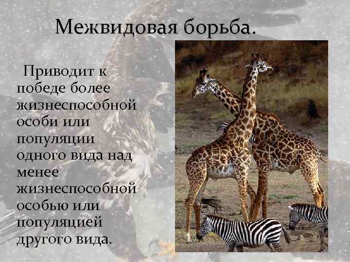 Межвидовая борьба. Приводит к победе более жизнеспособной особи или популяции одного вида над менее