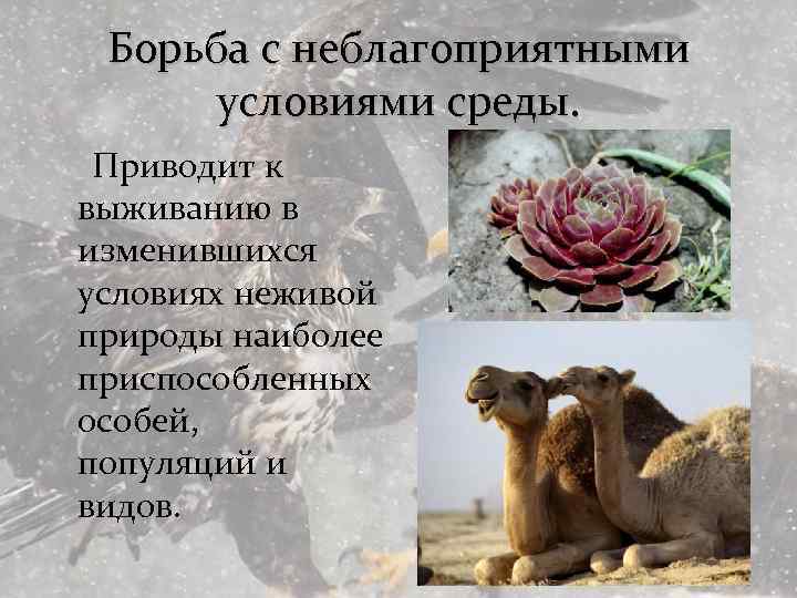 Борьба с неблагоприятными условиями среды. Приводит к выживанию в изменившихся условиях неживой природы наиболее