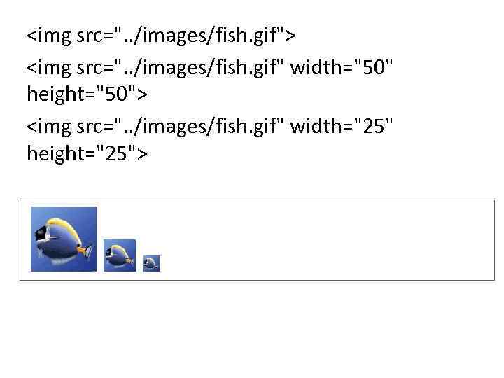 <img src=". . /images/fish. gif"> <img src=". . /images/fish. gif" width="50" height="50"> <img src=".