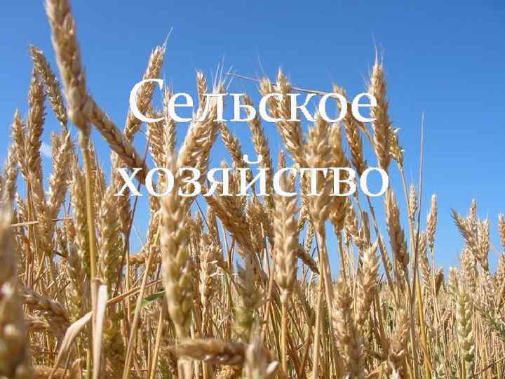 Сельское хозяйство 