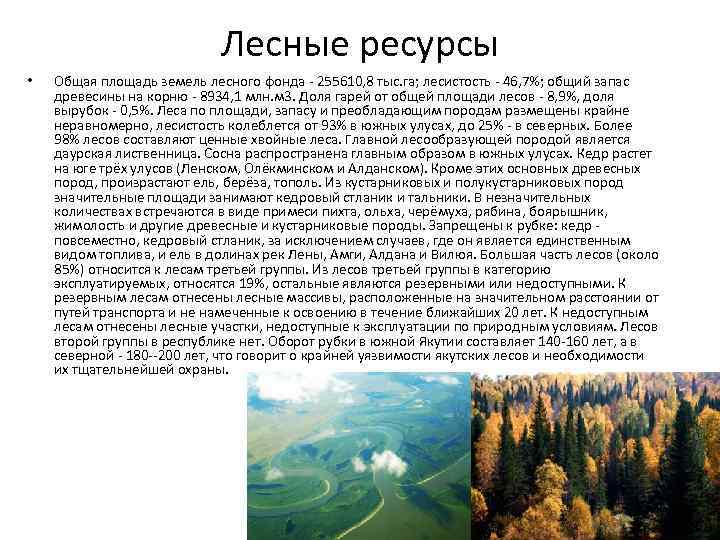 Основные лесообразующие породы. Лесные ресурсы Якутии. Основные лесообразующие породы Якутии. Лесные богатства Якутии. Площадь лесов Якутии.