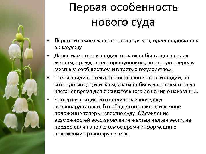 Первая особенность нового суда • Первое и самое главное - это структура, ориентированная на