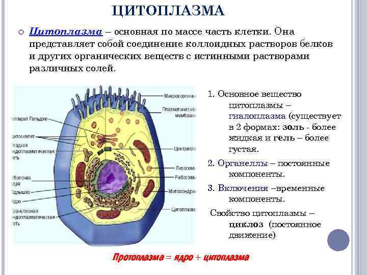 ЦИТОПЛАЗМА Цитоплазма – основная по массе часть клетки. Она представляет собой соединение коллоидных растворов
