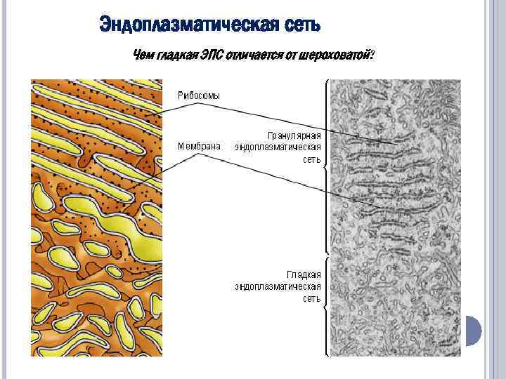 Эндоплазматическая сеть Чем гладкая ЭПС отличается от шероховатой? 