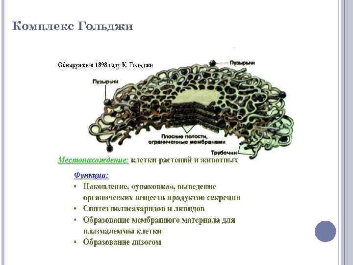 Комплекс Гольджи 