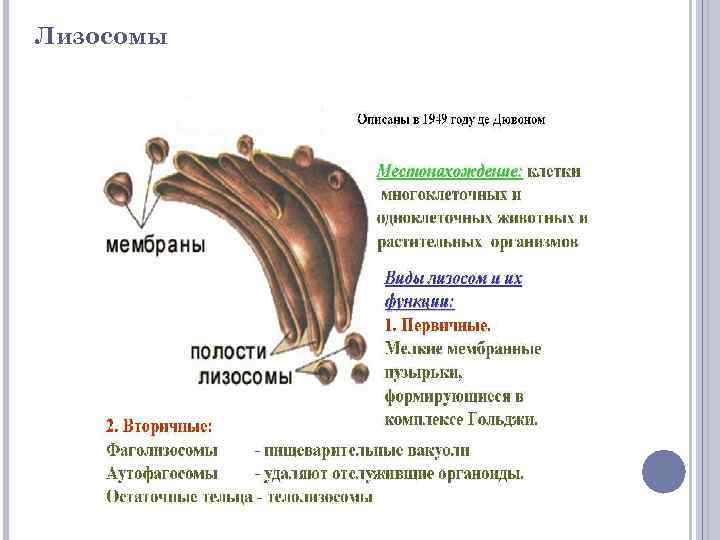 Лизосомы 