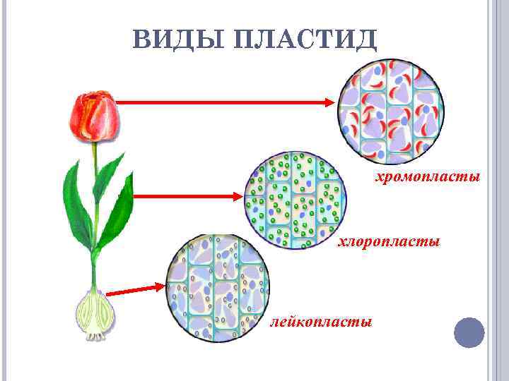 ВИДЫ ПЛАСТИД хромопласты хлоропласты лейкопласты 