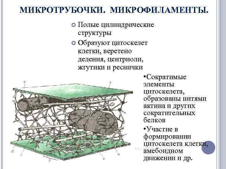МИКРОТРУБОЧКИ. МИКРОФИЛАМЕНТЫ. Полые цилиндрические структуры Образуют цитоскелет клетки, веретено деления, центриоли, жгутики и реснички