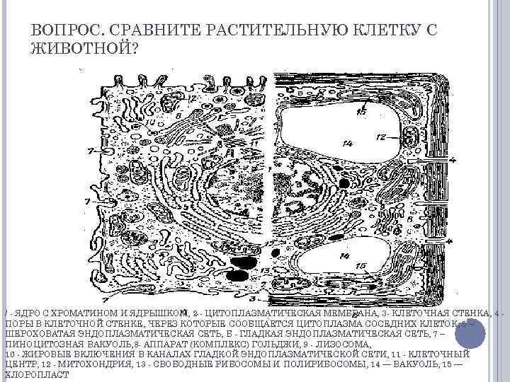 ВОПРОС. СРАВНИТЕ РАСТИТЕЛЬНУЮ КЛЕТКУ С ЖИВОТНОЙ? / - ЯДРО С ХРОМАТИНОМ И ЯДРЫШКОМ, 2
