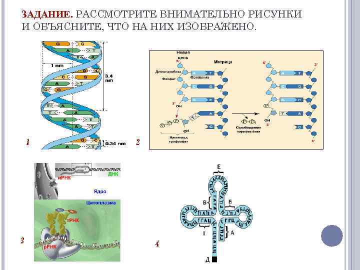 ЗАДАНИЕ. РАССМОТРИТЕ ВНИМАТЕЛЬНО РИСУНКИ И ОБЪЯСНИТЕ, ЧТО НА НИХ ИЗОБРАЖЕНО. 1 3 2 4