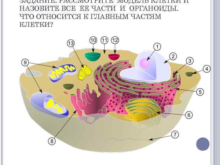 ЗАДАНИЕ. РАССМОТРИТЕ МОДЕЛЬ КЛЕТКИ И НАЗОВИТЕ ВСЕ ЕЕ ЧАСТИ И ОРГАНОИДЫ. ЧТО ОТНОСИТСЯ К