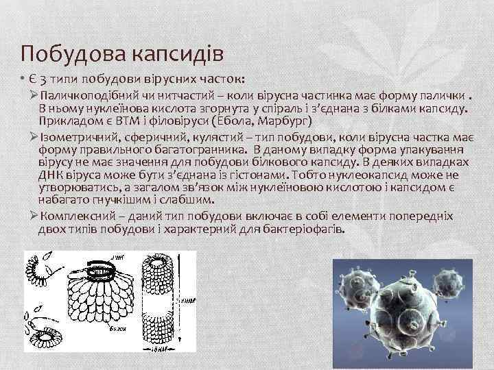 Побудова капсидів • Є 3 типи побудови вірусних часток: ØПаличкоподібний чи нитчастий – коли
