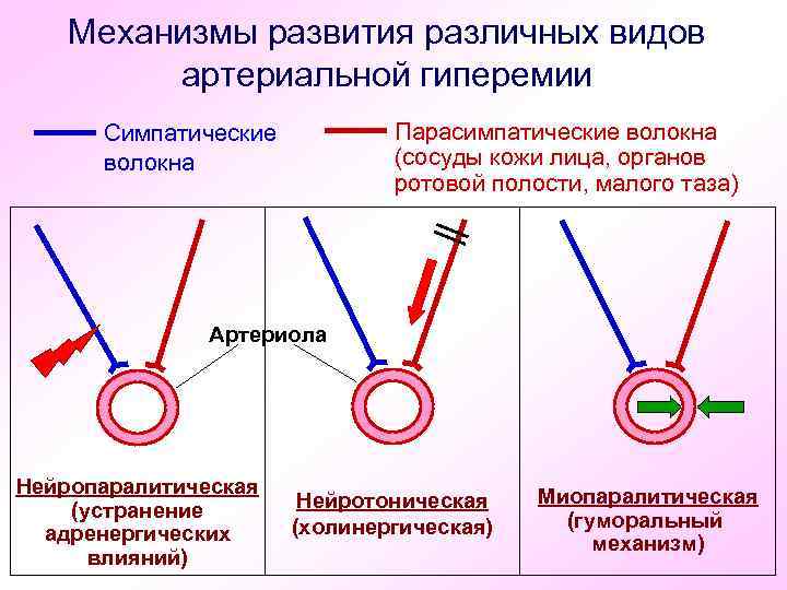 Механизмы развития различных видов артериальной гиперемии Парасимпатические волокна (сосуды кожи лица, органов ротовой полости,