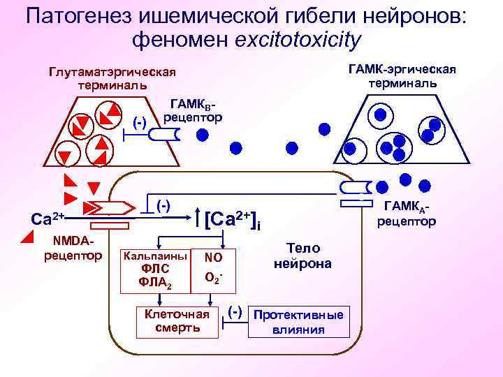 Патогенез ишемической гибели нейронов: феномен excitotoxicity ГАМК-эргическая терминаль Глутаматэргическая терминаль ГАМКB(-) рецептор Ca 2+