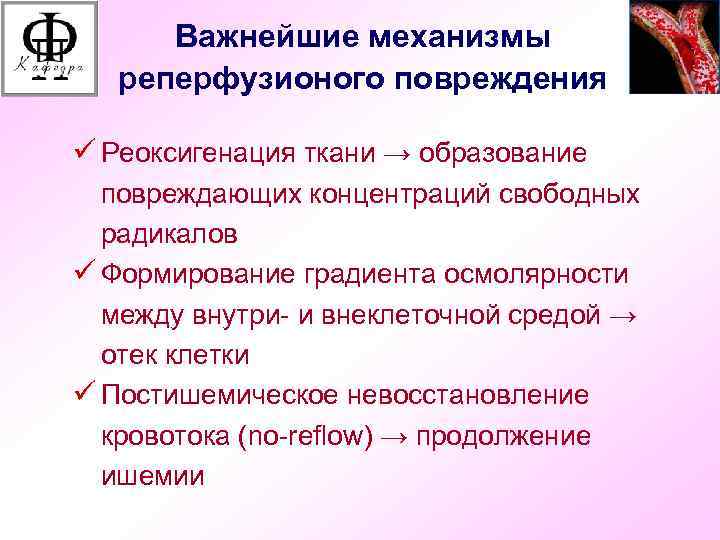 Важнейшие механизмы реперфузионого повреждения ü Реоксигенация ткани → образование повреждающих концентраций свободных радикалов ü