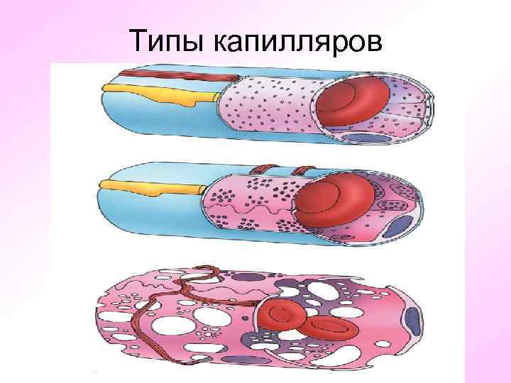 Клетки капилляров. Капилляры фенестрированного типа. Типы капилляров. Соматические капилляры. Фенестрированный Тип капилляров.