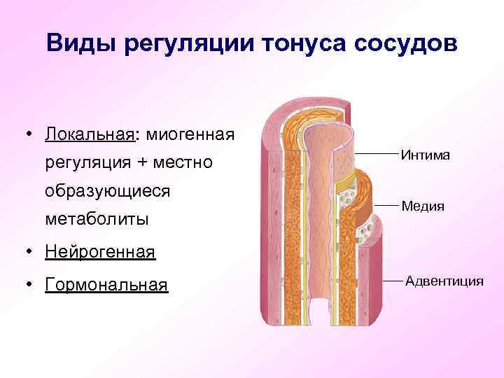 Виды регуляции тонуса сосудов • Локальная: миогенная регуляция + местно образующиеся метаболиты Интима Медия