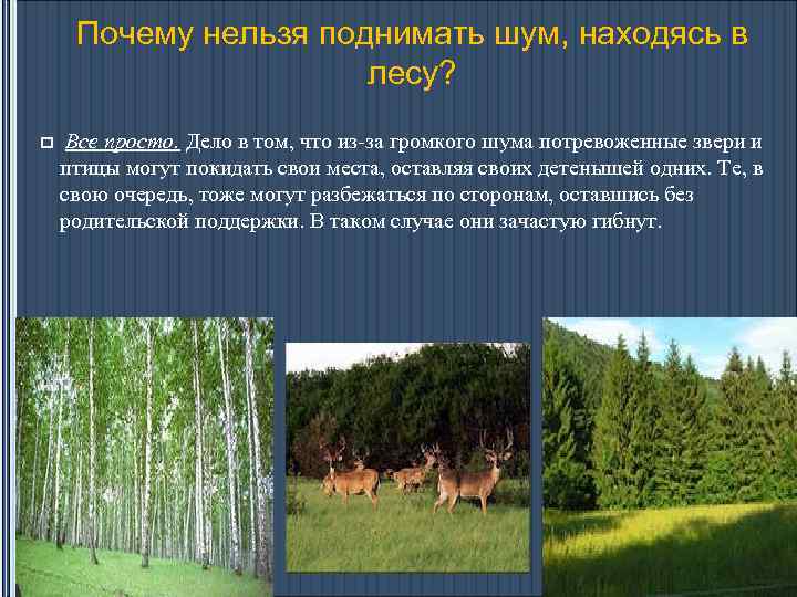 Почему нельзя поднимать шум, находясь в лесу? p Все просто. Дело в том, что