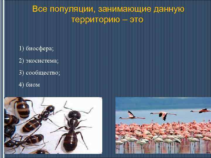 Все популяции, занимающие данную территорию – это 1) биосфера; 2) экосистема; 3) сообщество; 4)