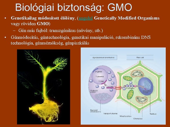 Biológiai biztonság: GMO • Genetikailag módosított élőlény, (angolul Genetically Modified Organisms vagy röviden GMO)