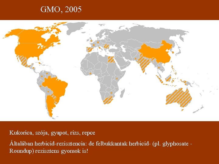 GMO, 2005 Kukorica, szója, gyapot, rizs, repce Általában herbicid-rezisztencia: de felbukkantak herbicid- (pl. glyphosate