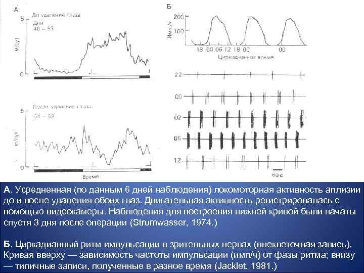 А. Усредненная (по данным 6 дней наблюдения) локомоторная активность аплизии до и после удаления